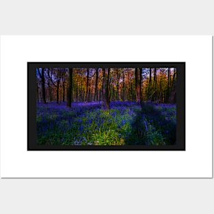 Cotswolds Bluebells Posters and Art